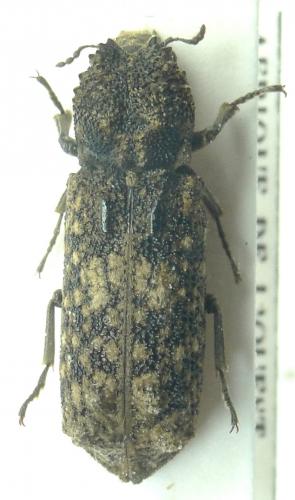 Réf. 194 631 : Lichenophanes sp.
